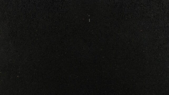 Timelapse of onion roots growing in a rhizobox over 13 days, with a downward tracking view following root development through soil. Horizontal video for botanical and scientific projects.