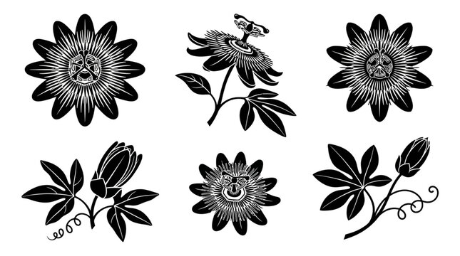 Passion flower collection featuring intricate botanical drawings and vintage floral motifs isolated on white.