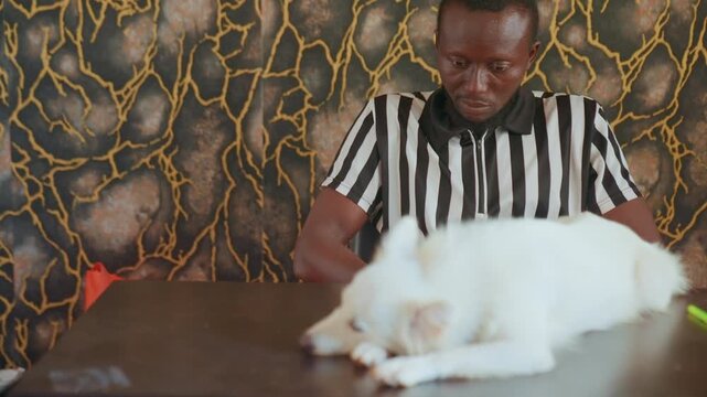 Black man with white dog resting. Calm home scene at wooden table, striped shirt owner gently inspecting fluffy pet against patterned wallpaper attentive hands, close framing, warm tones, intimate pet