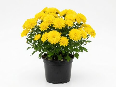 Bright yellow chrysanthemum flowers in a black pot isolated on white background