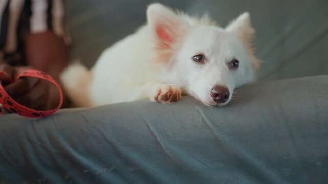 Calm canine sitting. Small white dog sitting quietly and patiently. Quiet tiny dog gazes attentively at its owner close by. Serene and little bright puppy calmly watches its owner who is nearby