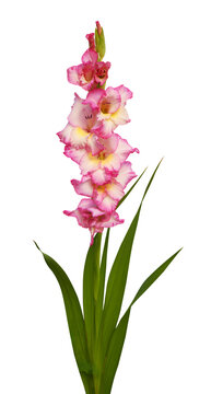 Pink gladiolus flowers and buds with green leaves isolated on white or transparent background