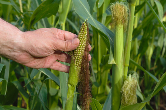 A farmer's hand holds a tiny, underdeveloped ear of corn, showcasing the severe impact of an extremely dry summer. Water shortage and heat caused massive crop failure in agriculture.