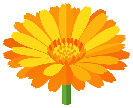 Vibrant Calendula Marigold Flower Vector Illustration Isolated on White
