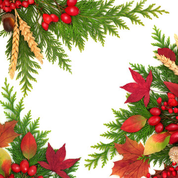 Vibrant red Autumn colors, leaves, berries, nuts on white background. Seasonal nature border with green cedar contrast. Colorful Samhain Harvest Festival design.