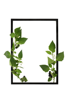 Deadly nightshade abstract background border frame on white with black frame. Poisonous plant with berries used in herbal medicine under professional care. Atropa Belladonna