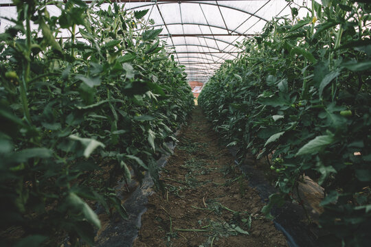 Greenhouse farming and tomato cultivation