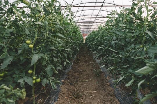 Tomato plants growing in greenhouse