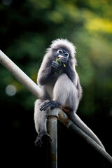 Dusky leaf monkey eating green leaf on pipe © Pawich Sattalerd