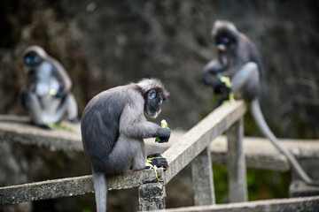 Dusky leaf monkey sitting on railing eating © Pawich Sattalerd