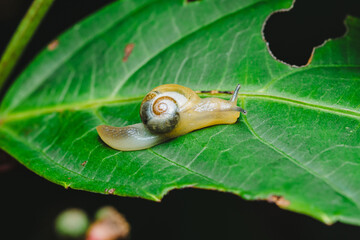Snail slowly moving on green leaf © Pawich Sattalerd