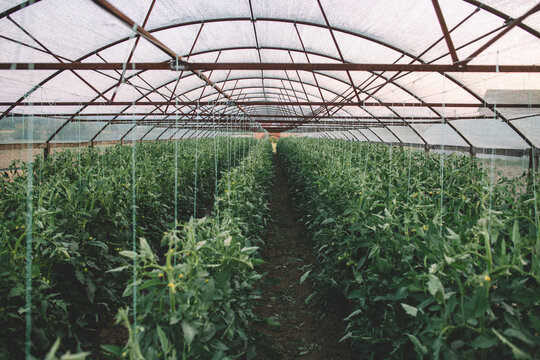 Rows of tomato plants growing in a greenhouse