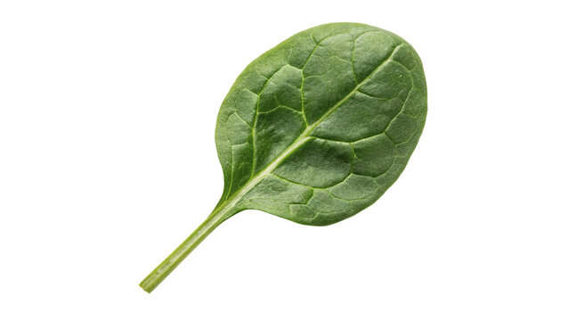 Single fresh green spinach leaf organic healthy salad herb isolated on transparent background
