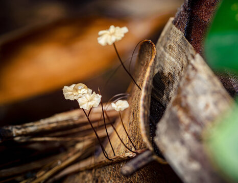 Delicate fungi growing on forest floor with water droplet