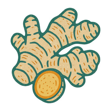 PNG Ginger root illustration vector.