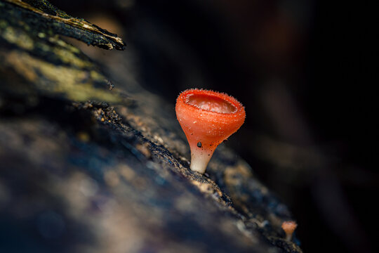 Orange cup fungus growing on decaying wood