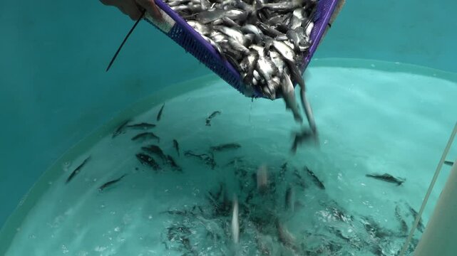 Asian Seabass Fingerlings Stocking into Recirculating Aquaculture System RAS Tank &ndash; Barramundi Fish Farming and Hatchery 4K Video