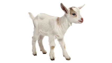 Fototapeta premium Small young white goat kid farm animal standing profile view isolated on transparent background