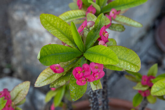 Close-up of a blooming crown of thorns plant featuring vibrant pink flowers and fresh green leaves on a spiky succulent stem in soft daylight.