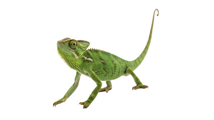 Small green chameleon lizard tropical exotic reptile profile view walking isolated on transparent background © Brooks