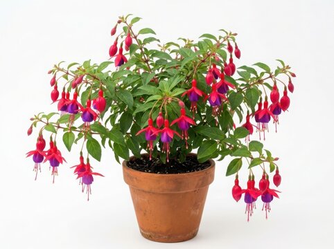 Beautiful potted fuchsia flowers with red and purple blooms isolated on white background