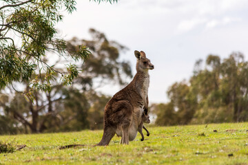 Female eastern grey kangaroo, macropus giganteus, with joey in pouch, Woodlands Historic Park, Victoria, Australia © James
