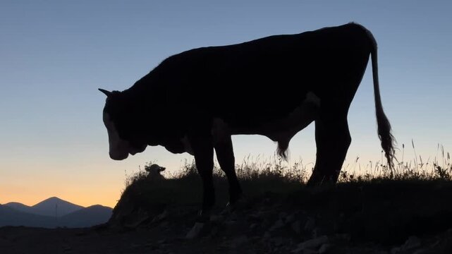 Bull in the mountains.  roaring bull.