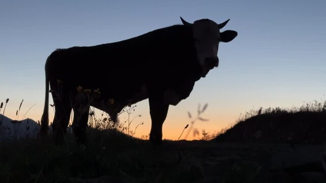 Bull in the mountains.  roaring bull.