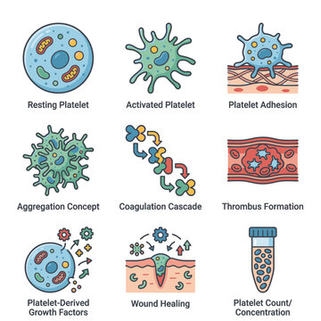Platelet biology and function medical science illustration