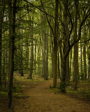 path in the woods