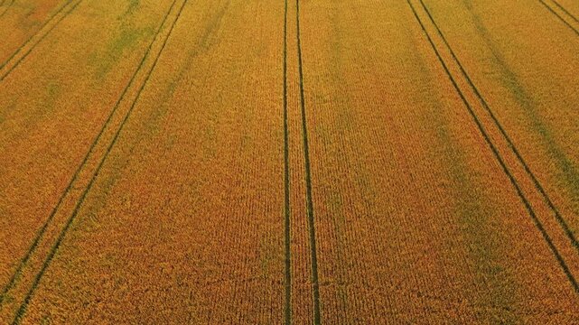 Top-down aerial view of tractor tracks forming lines and patterns across a golden oat field, abstract agricultural landscape from above in late summer