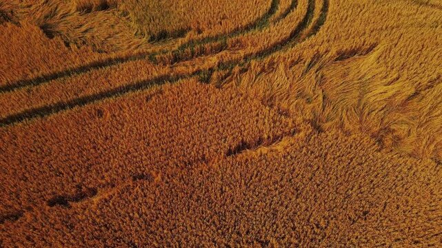 Aerial top-down view of lodged golden oat crop with swirling wind-flattened patterns and tractor tracks, late summer harvest texture in rural Finland