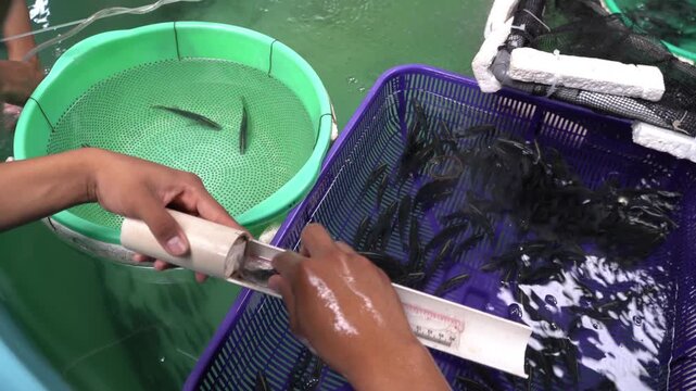 Measuring Asian Seabass Fingerlings Length for Aquaculture Research &ndash; Barramundi Fish Hatchery and Growth Monitoring 4K Video