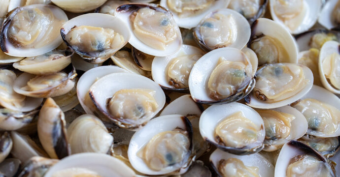 Fresh raw open clams seafood background texture on display at market