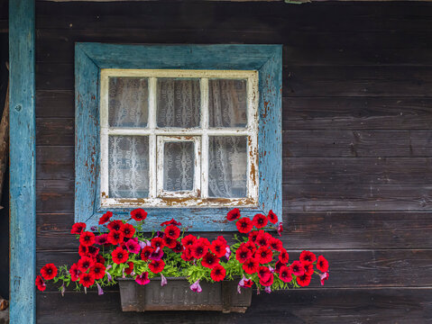 Rustic Blue Window With Red Petunias in Window Box on Wooden Cottage Wall