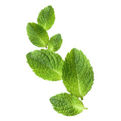Floating fresh mint leaves, isolated on transparent cutout background © Yeti Studio