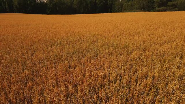 Close-up aerial view of ripe oat panicles swaying in a field, golden cereal crop texture background, Finnish summer harvest detail
