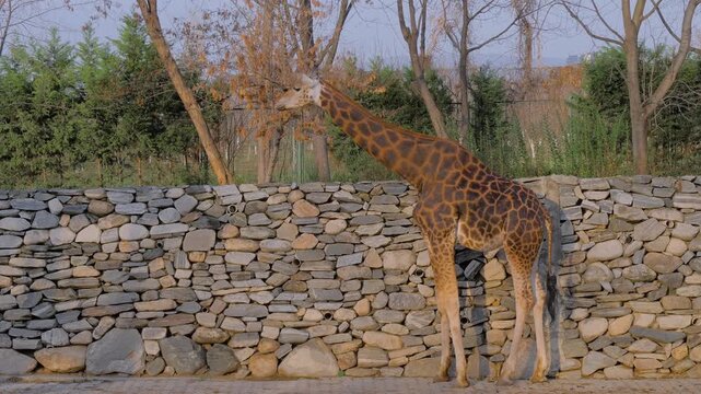 Portrait of cute giraffe chewing at farm, zoo In Bursa, Turkey - side view. Autumn time, daylight. Farming, livestock, animal and exotic concept