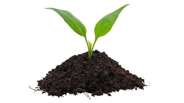Young green plant growing from dark soil mound