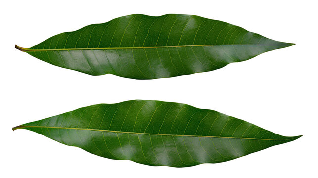 Two green mango leaves with prominent veins