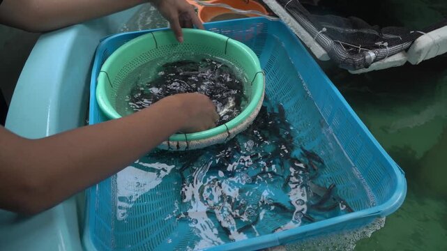 Counting Asian Seabass Fingerlings in Aquaculture Farm 4K &ndash; Barramundi Fish Hatchery, Fish Farming and Sustainable Fisheries