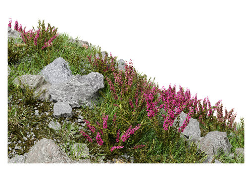 Rocky mountain slope covered with blooming pink heather flowers and green grass isolated on transparent background