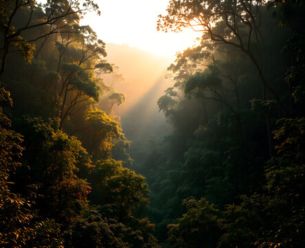 For&ecirc;t dense et sombre perc&eacute;e par un unique rayon de soleil &eacute;blouissant cr&eacute;ant un contraste dramatique entre ombre profonde et lumi&egrave;re &eacute;clatante parmi les arbres silencieux