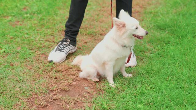 White dog sitting on grass near owner. Leashed white dog sits obediently on patchy lawn next to standing adult wearing black pants and sneakers. Calm suburban outdoor scene during sunny day, attentive