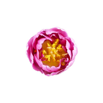 Closeup of pink peony tulip flower isolated on white or transparent background. Top view.