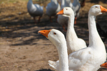 A small flock of white domestic geese or ducks walking together on a grassy rural yard or farm setting © Hanna