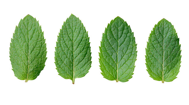Four fresh green mint leaves with visible veins