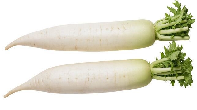 Two white daikon radishes with green leafy tops