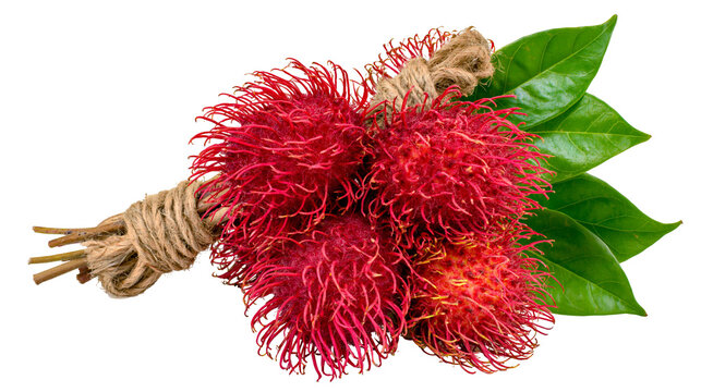 Bunch of red rambutan fruits tied with jute rope and green leaves