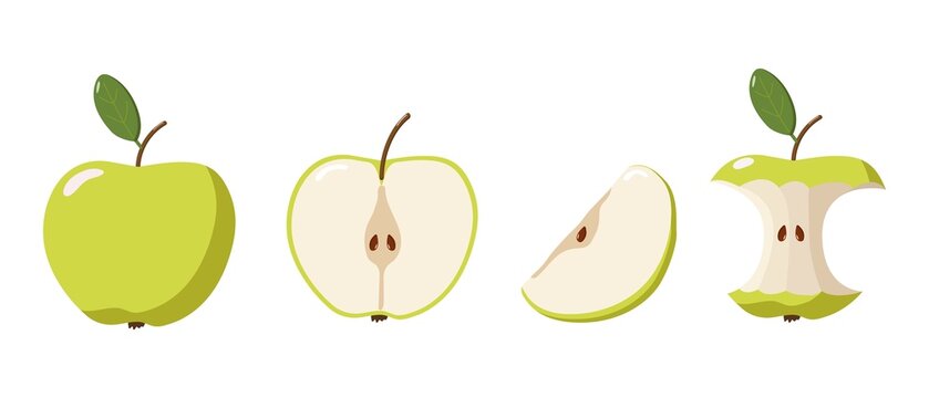 Four green apple illustrations showing stages from whole fruit to halved, sliced, and eaten core, highlighting anatomy